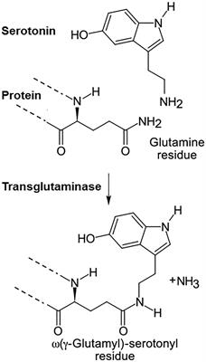 Serotonylation: Serotonin Signaling and Epigenetics